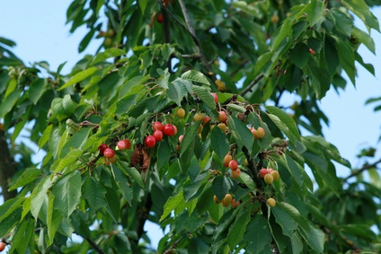 Třešeň jako ovocný strom