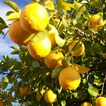 Citronovnik Strom Pestovani