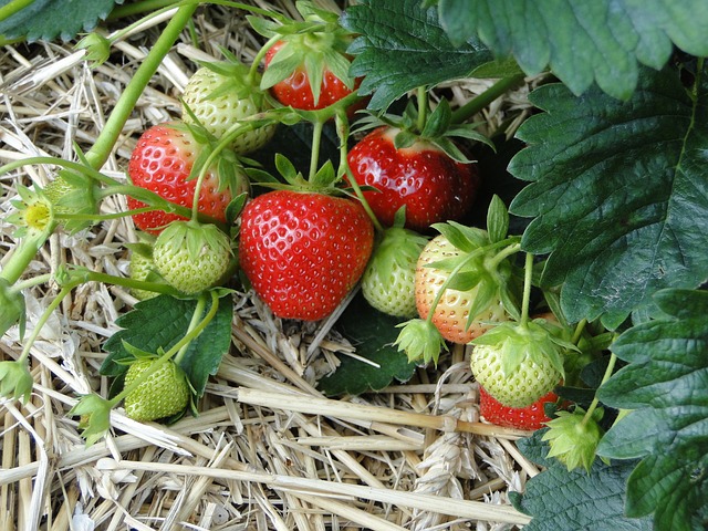 Strawberries 196798 640