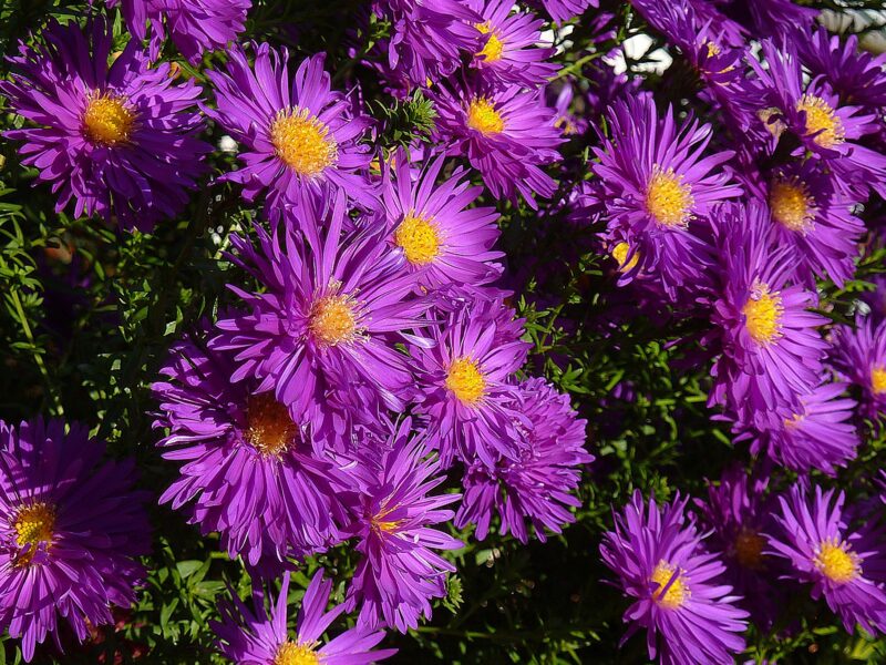 Asters 989662 1920