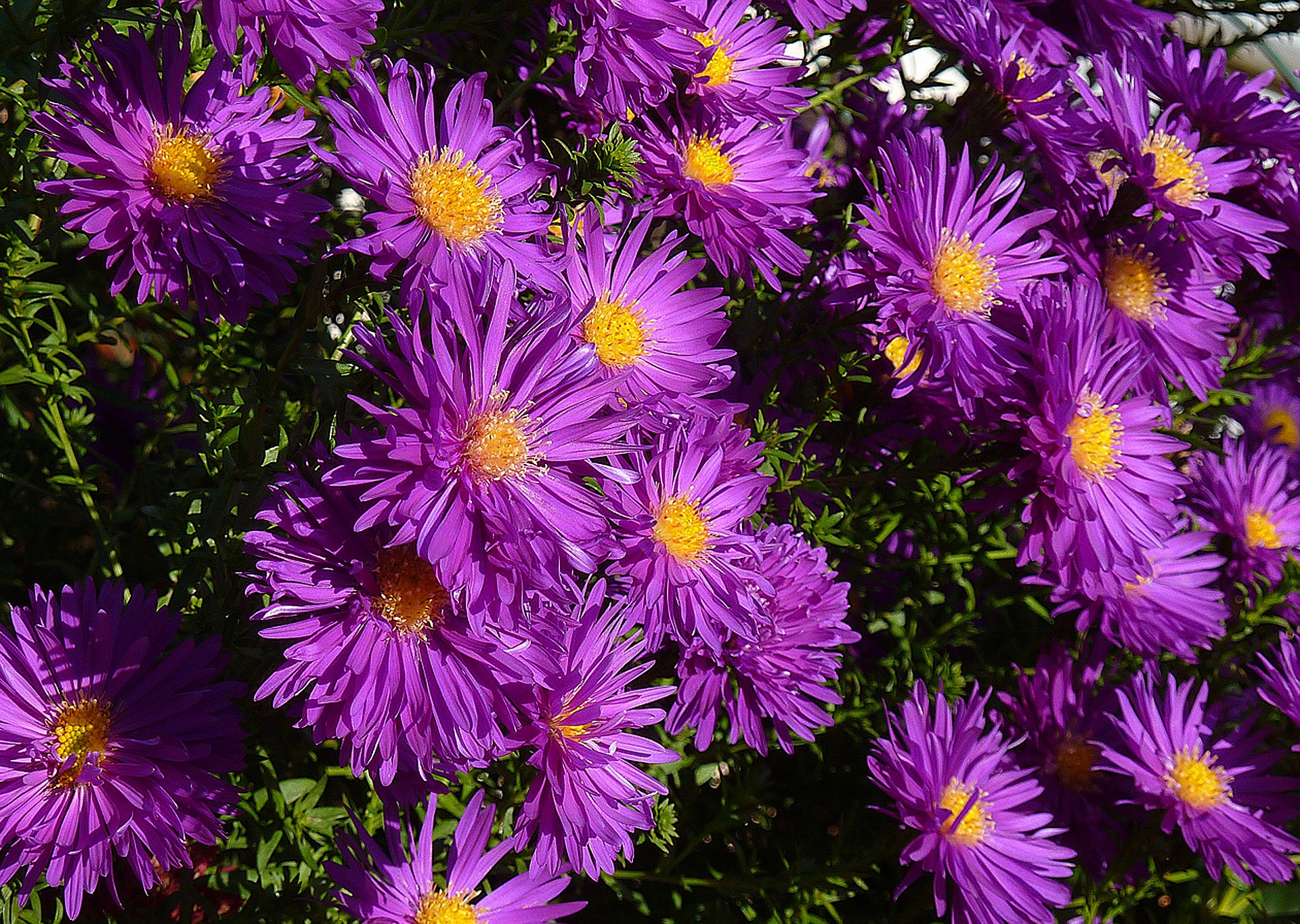 Asters 989662 1920