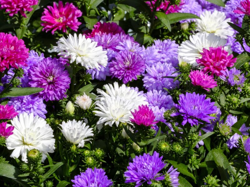 Asters 3433846 1920