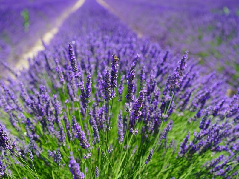 Lavender Field 1595587 1920