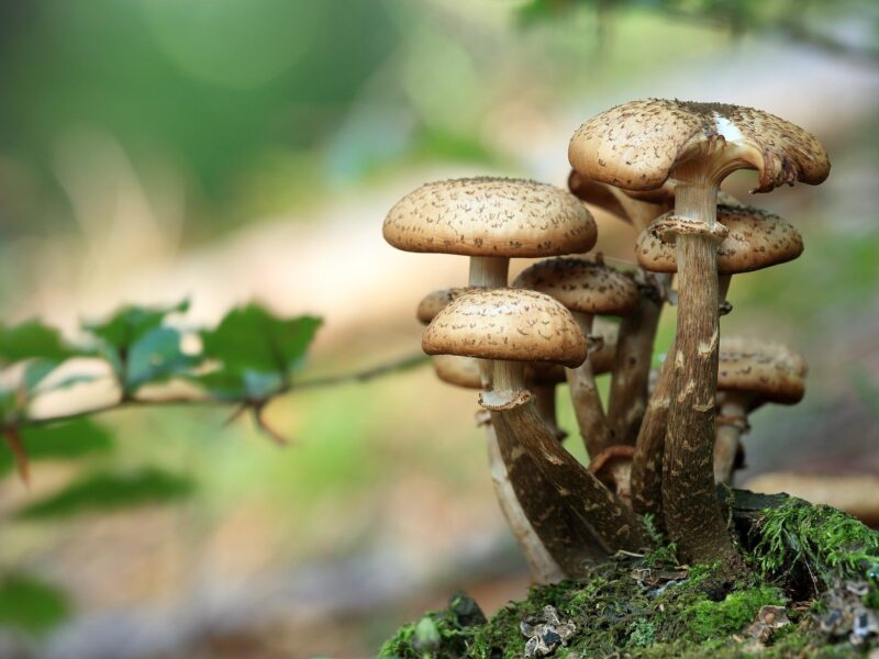 Mushrooms 548360 1920
