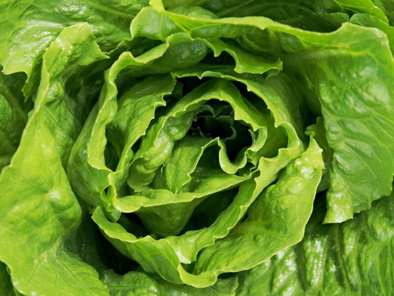 lettuce-1517239_1920