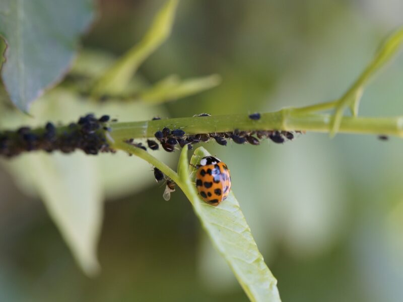 Ladybug 3508203 1920