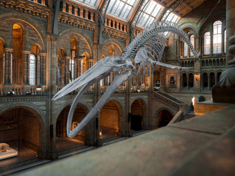 National History Museum 4314035 1920