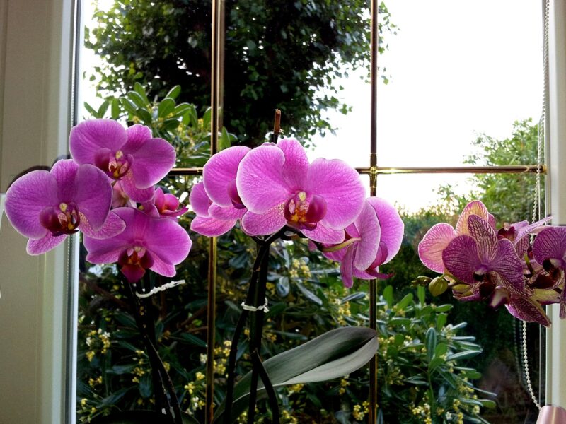 orchid-352609_1920