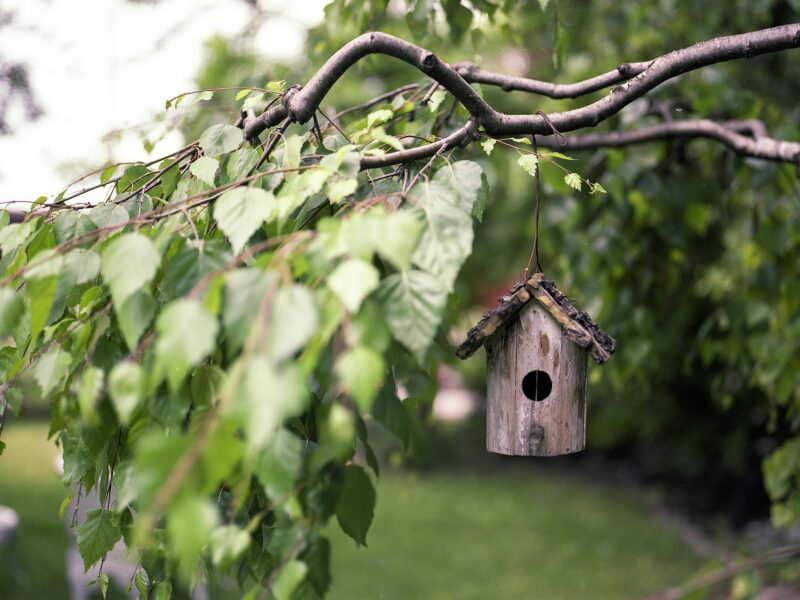 Bird Feeder 2344414 1920