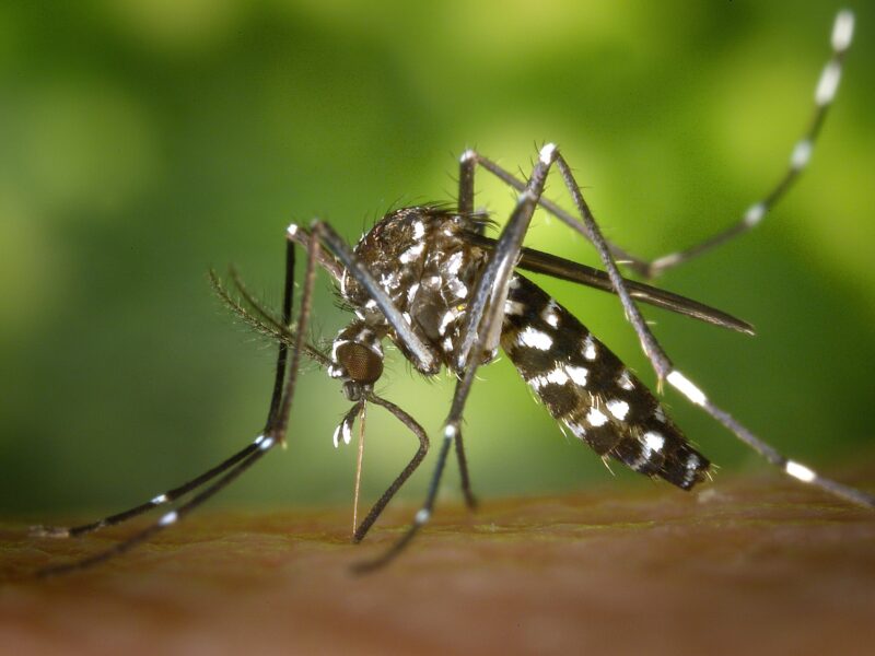 Mosquito 49141 1920