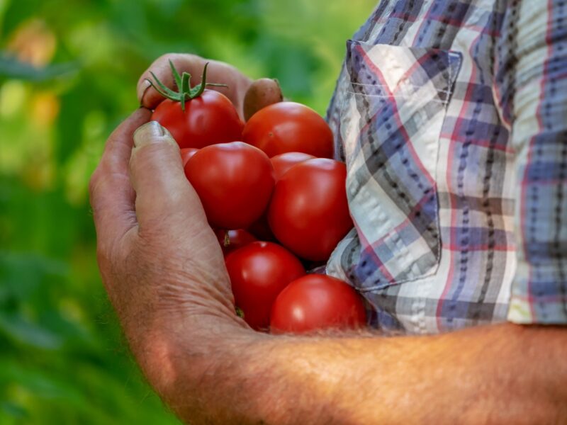 Tomatoes 3702942 1920