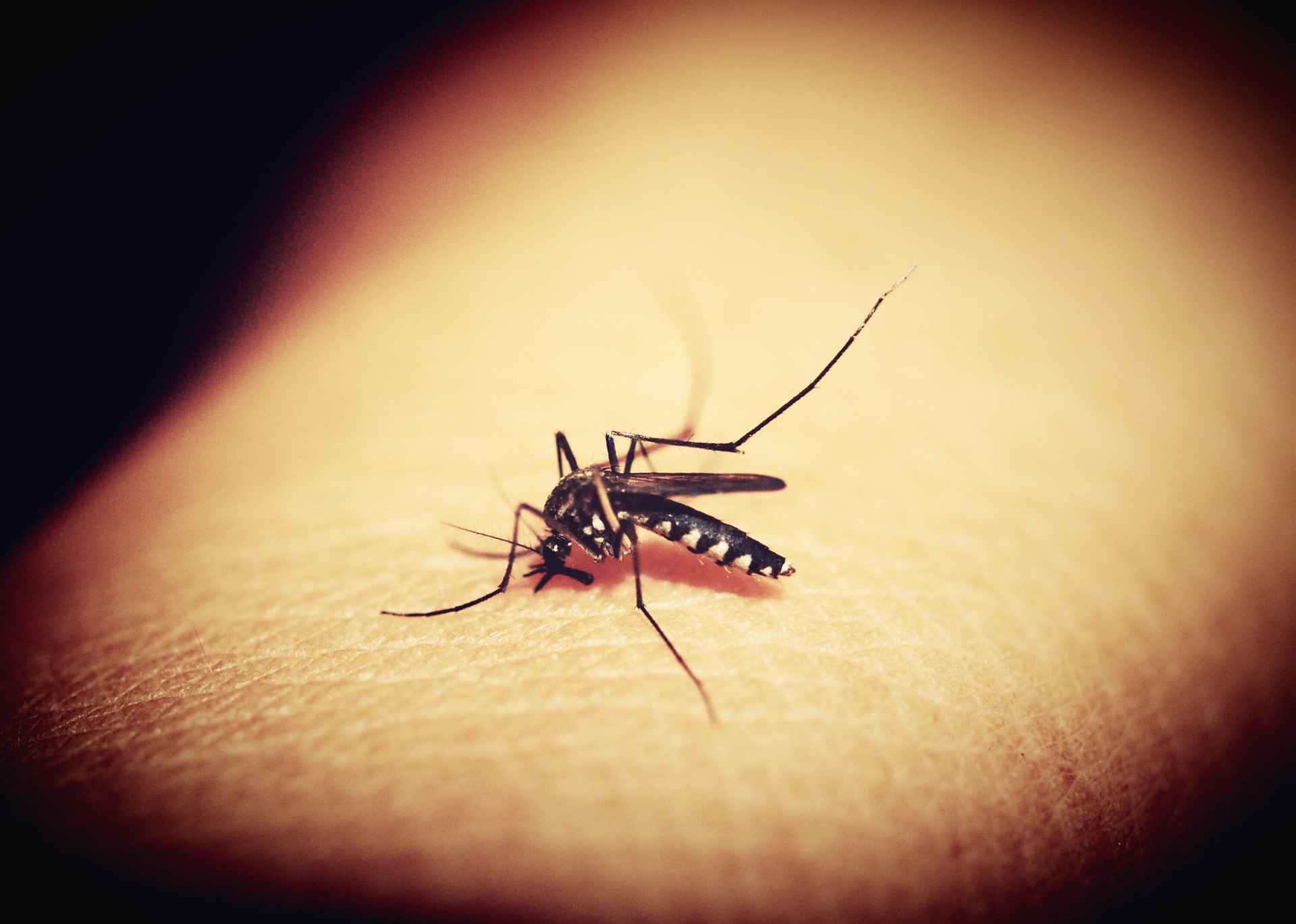Mosquitoe 1548975 1920