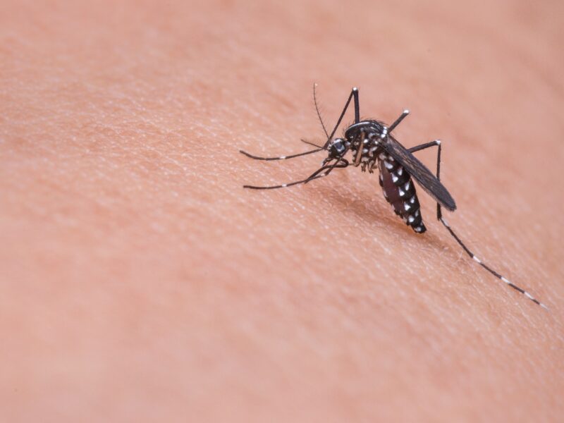 Mosquito 719613 1920