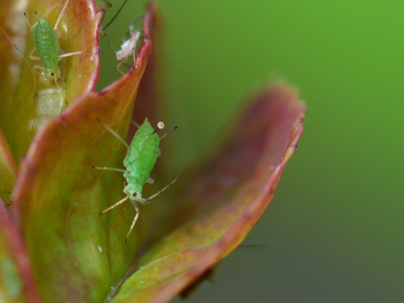 Aphid 4242848 1920