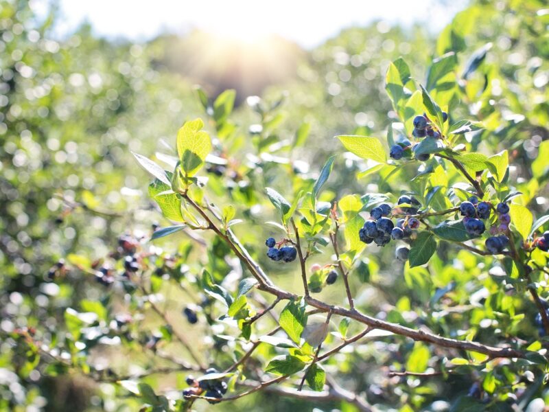 Blueberries 1576403 1920
