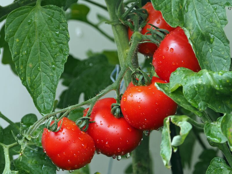 Tomatoes 1561565 1920