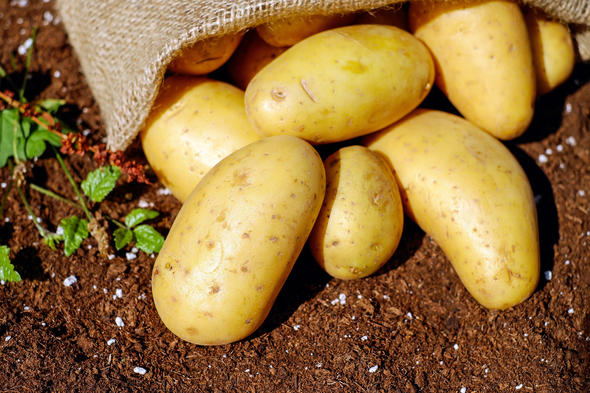 Potatoes 1585075 1920 (1)