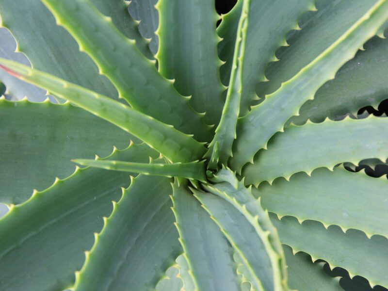 Aloe Vera 678040 1920