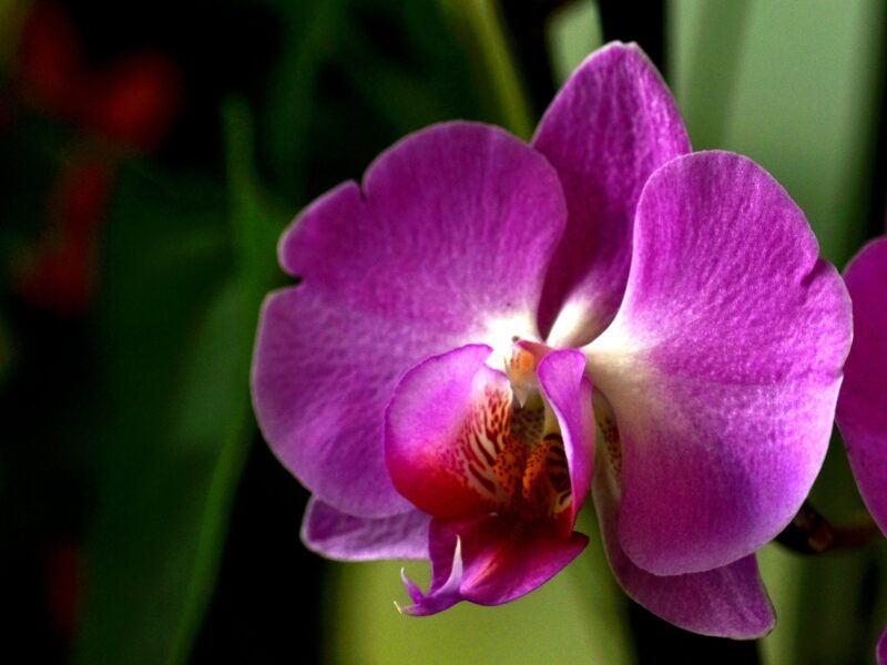 Orchid 5785114 1920