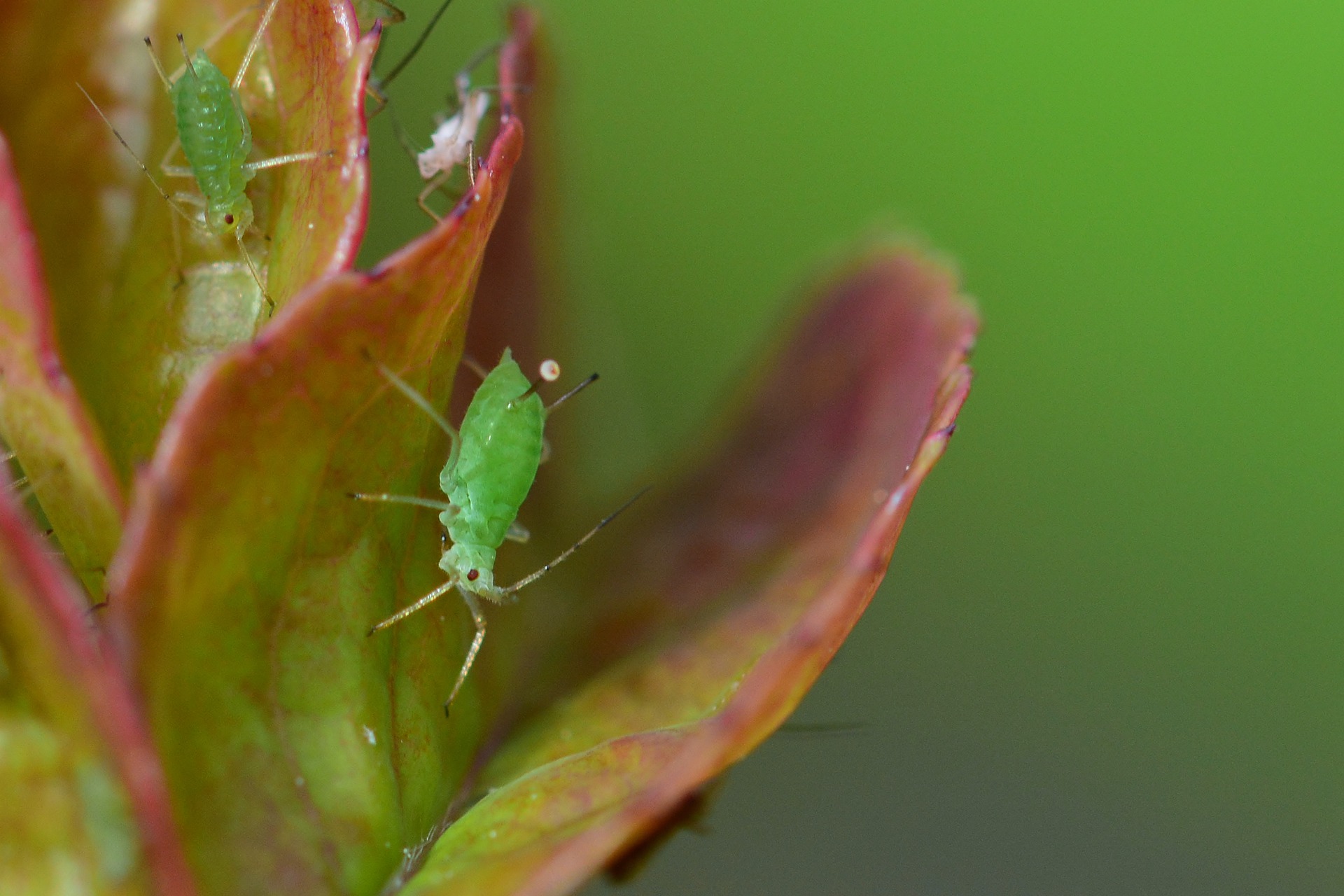 Aphid 4242848 1920 (1)