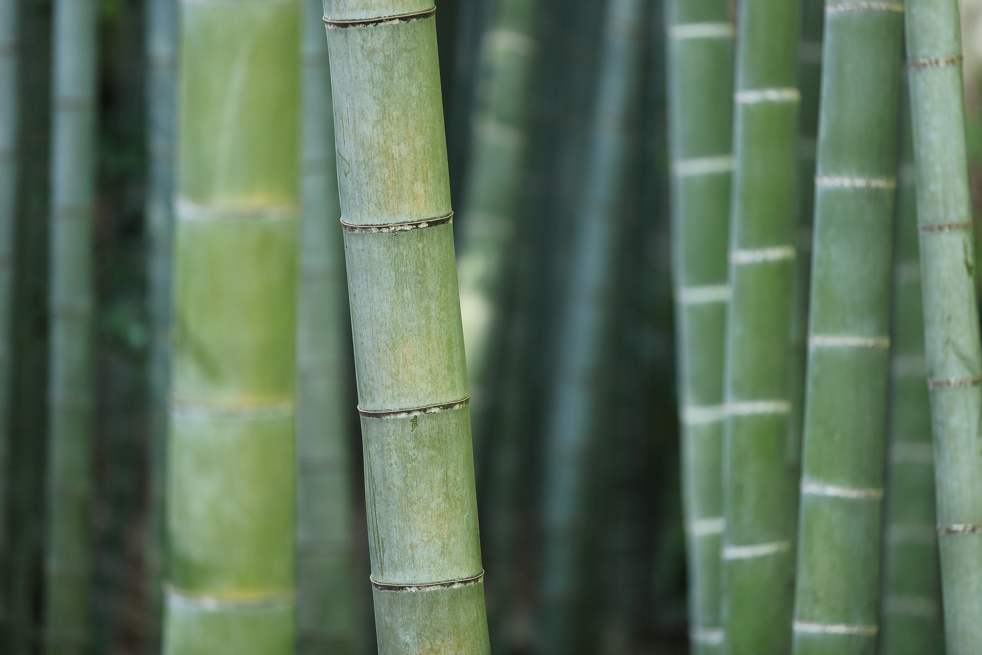 Bamboo 919052 1920