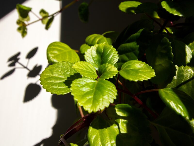 Plectranthus Verticillatus 5785603 1920