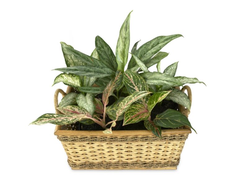 Aglaonema 482914 1920 (1)