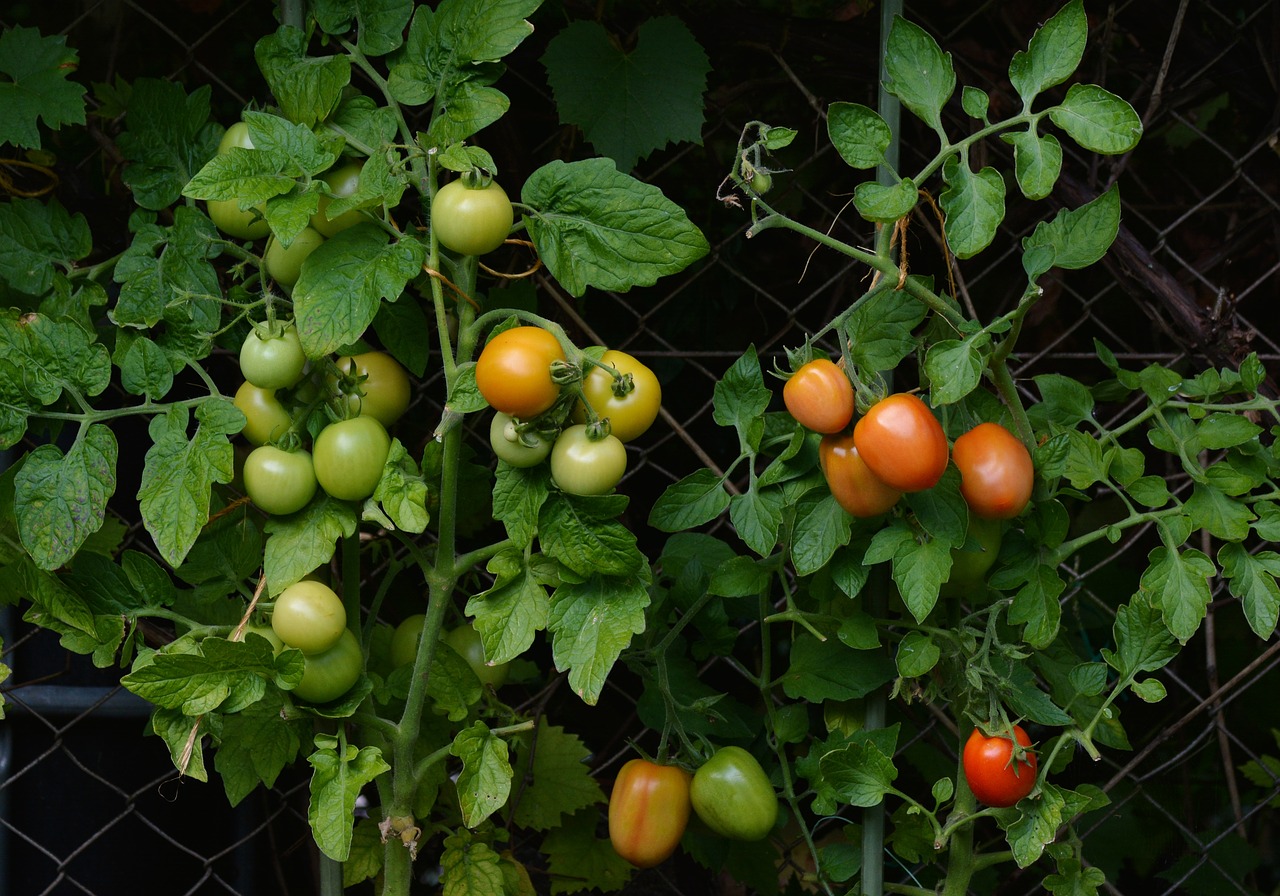 tomatoes-1583145_1280