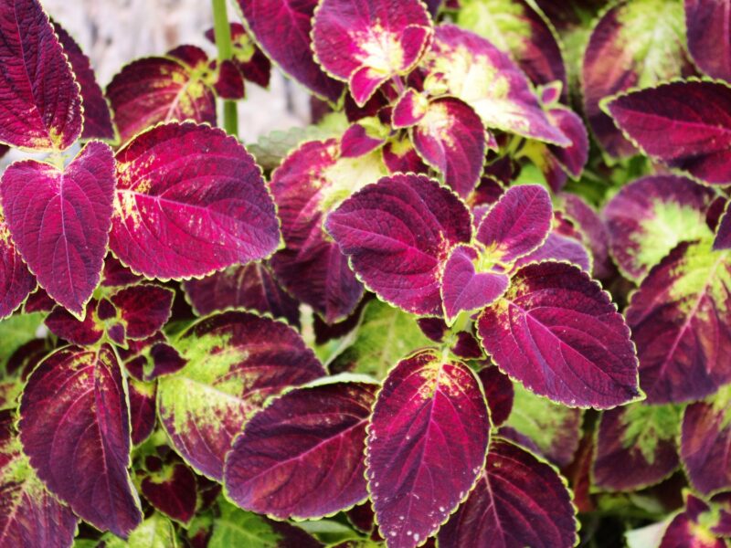 Coleus At Little Norway 3588539 1920