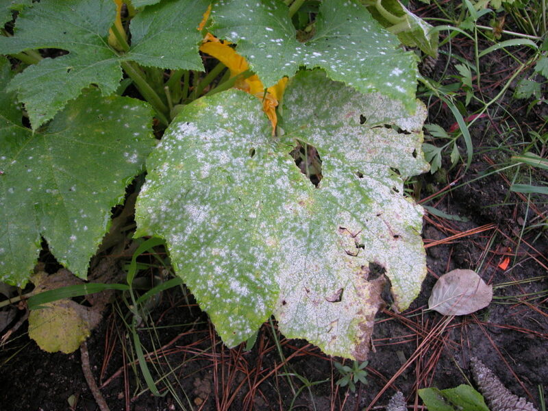 1280px Powdery Mildew