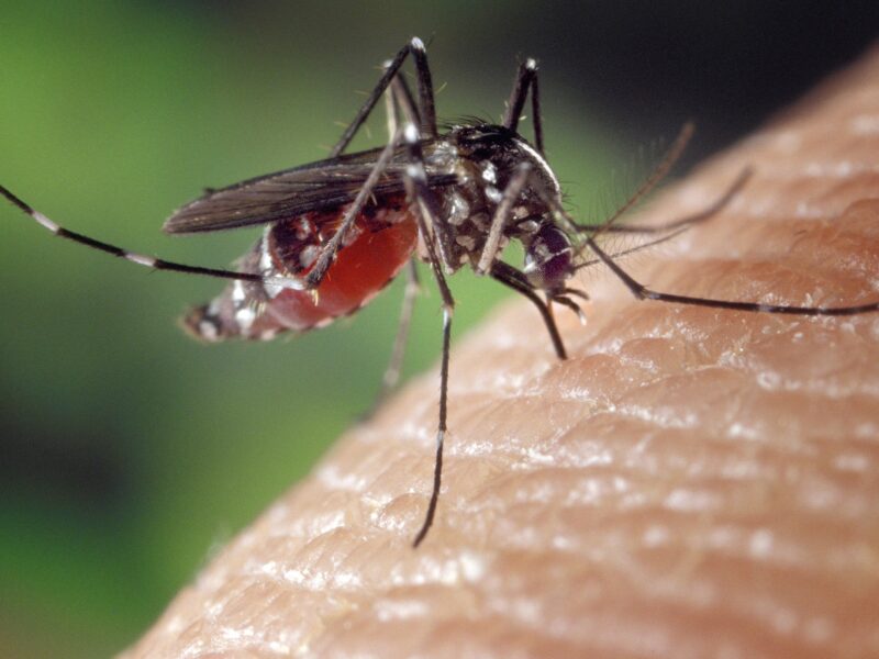 Mosquito 1332382 1920
