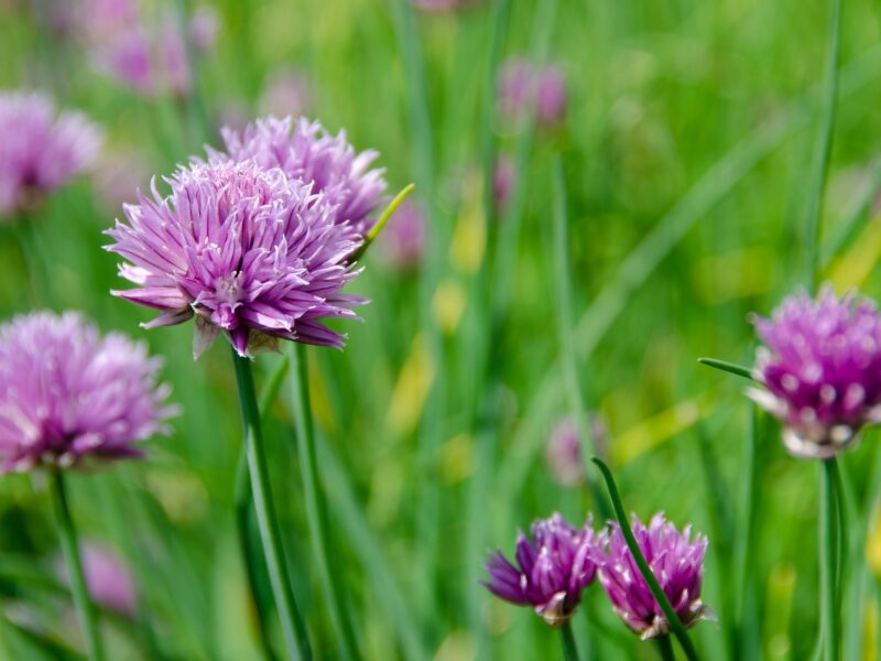 chives-5188277_1920