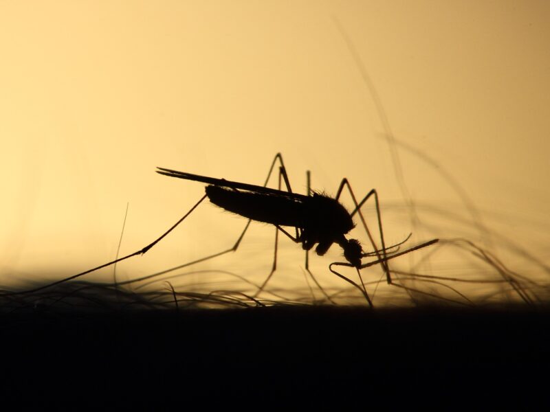 Mosquito 3860900 1920