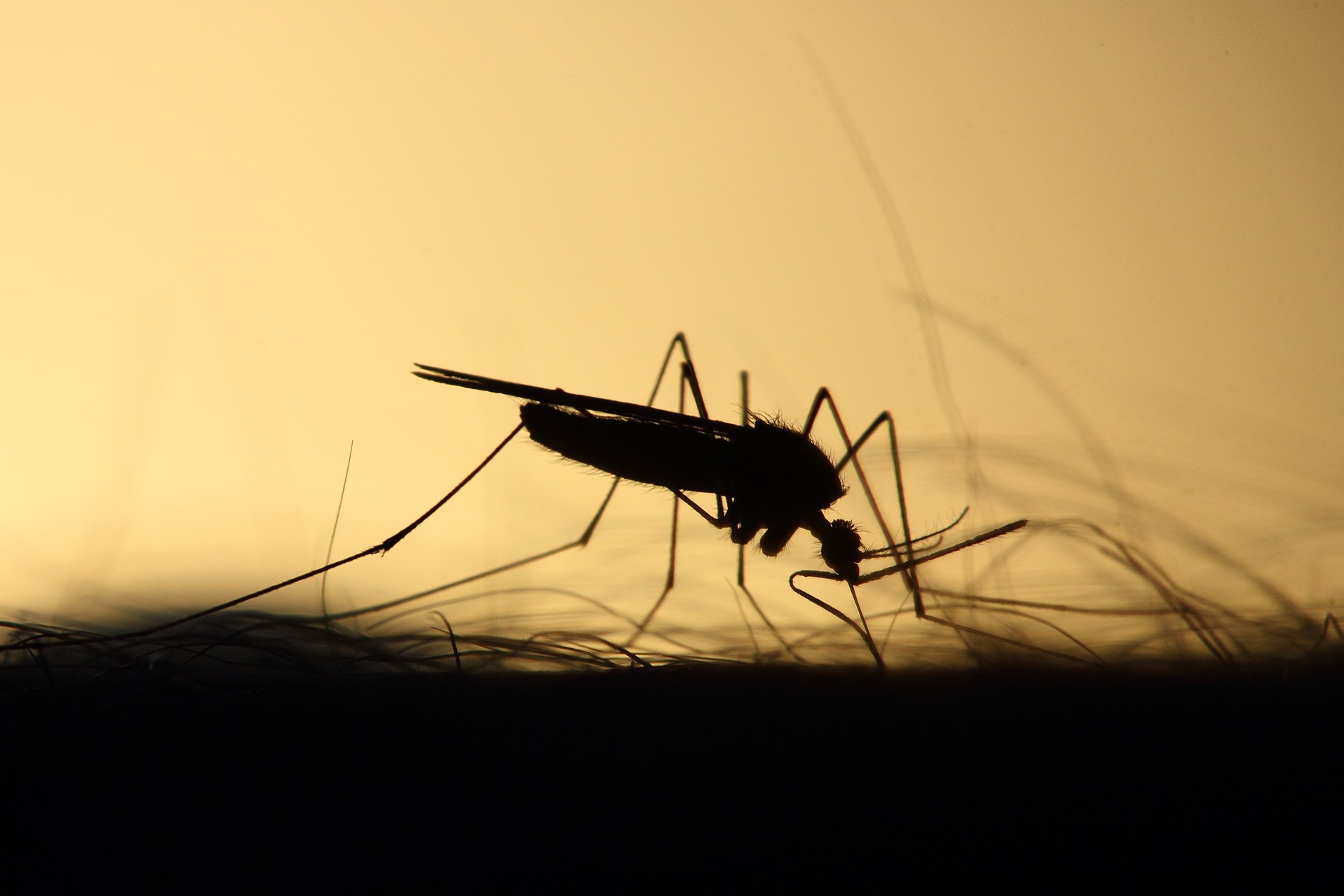 Mosquito 3860900 1920