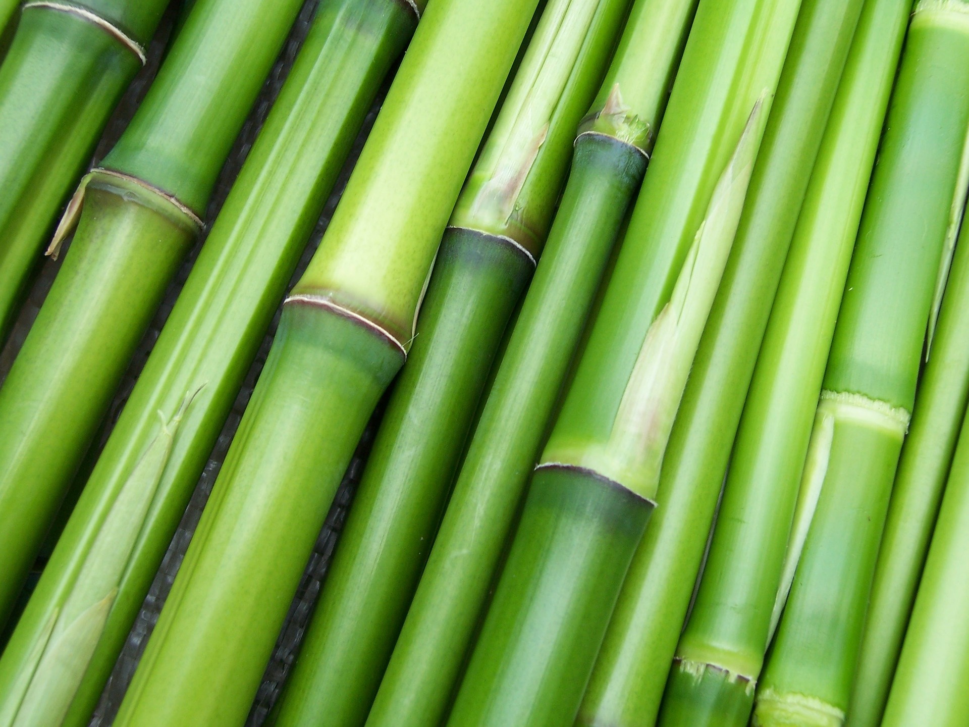Bamboo 240321 1920