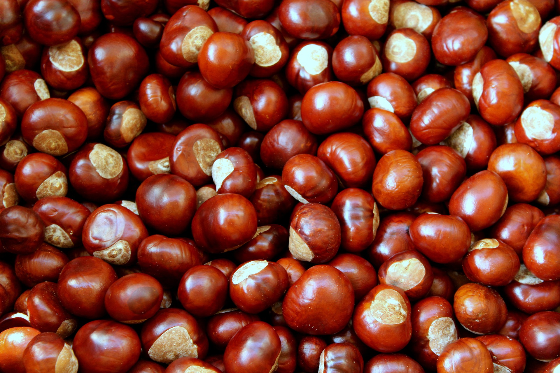 Chestnuts 4500209 1920