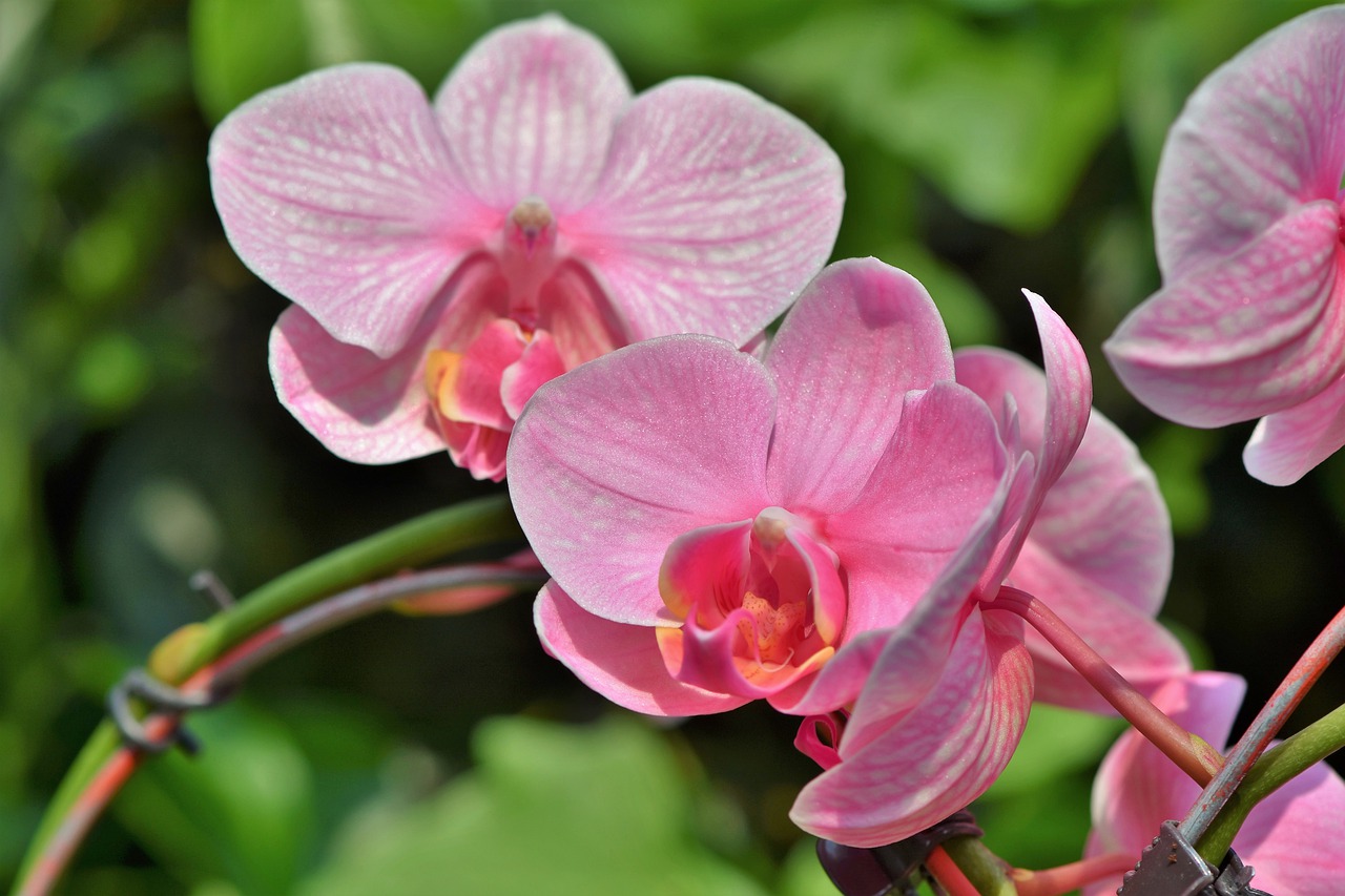 Orchids 5915811 1280
