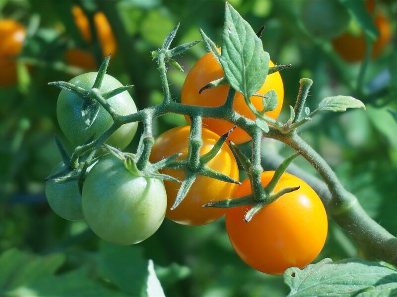 Ripening Tomatoes 1530464 1280