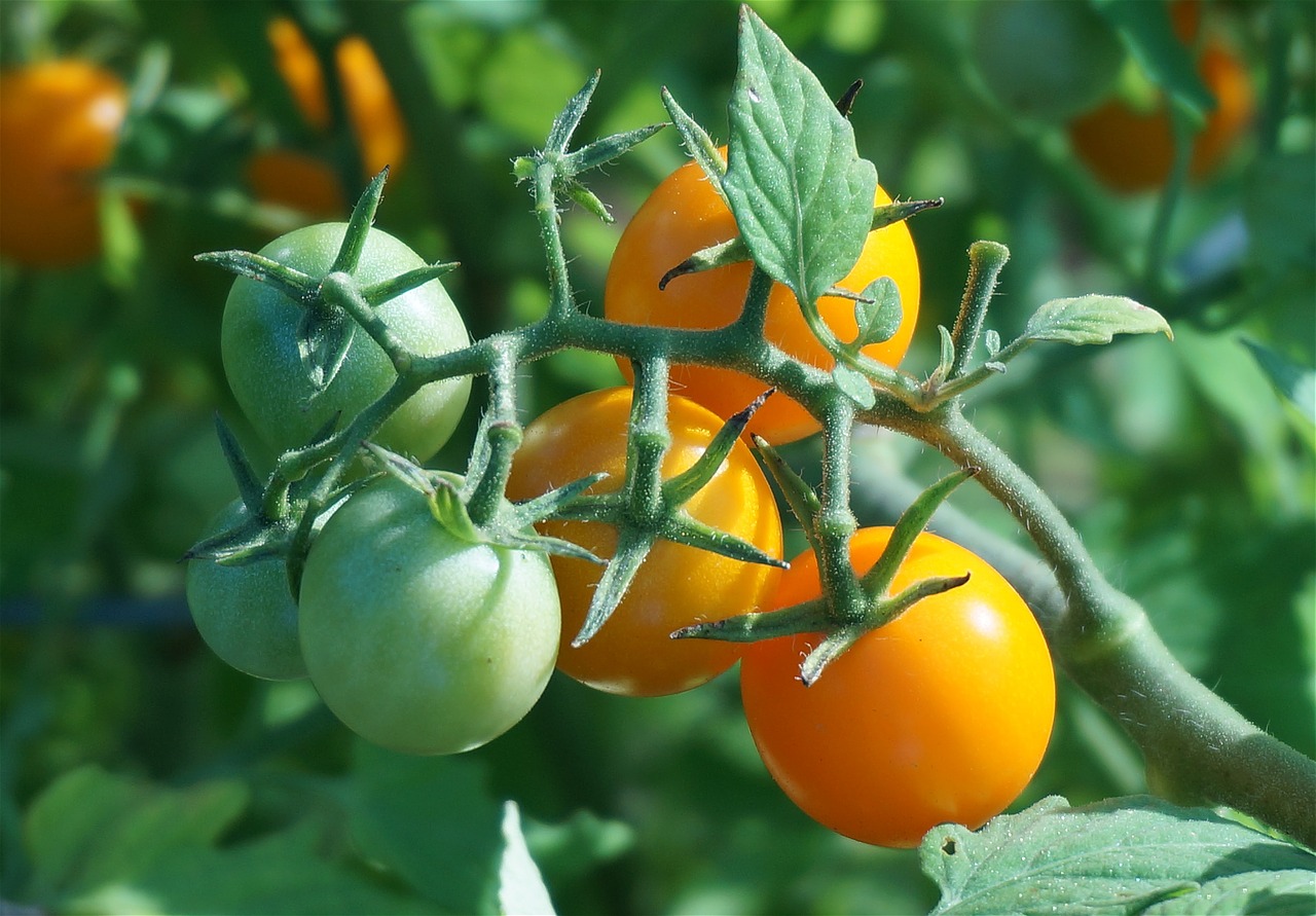 Ripening Tomatoes 1530464 1280