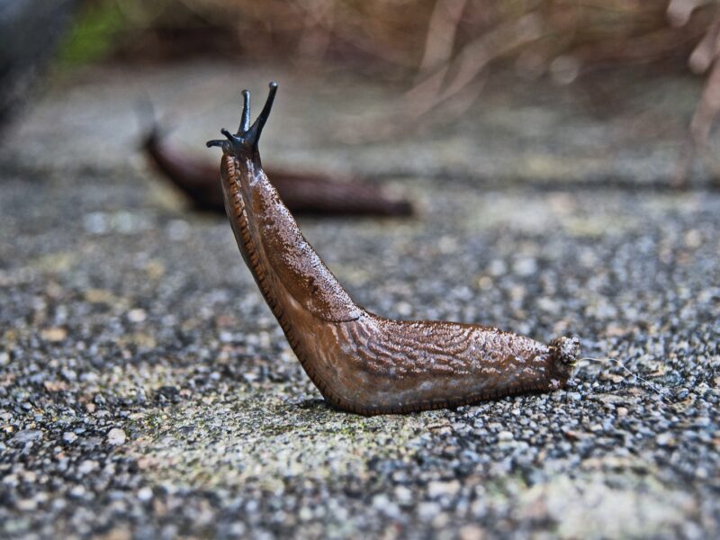 Slug 1569009 1920[1]