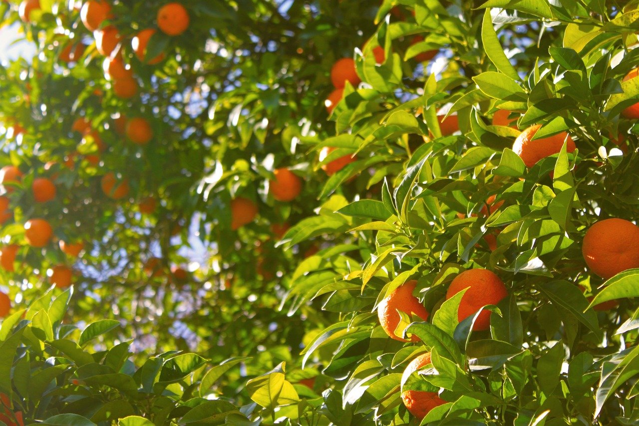 orange-tree-1149584_1280