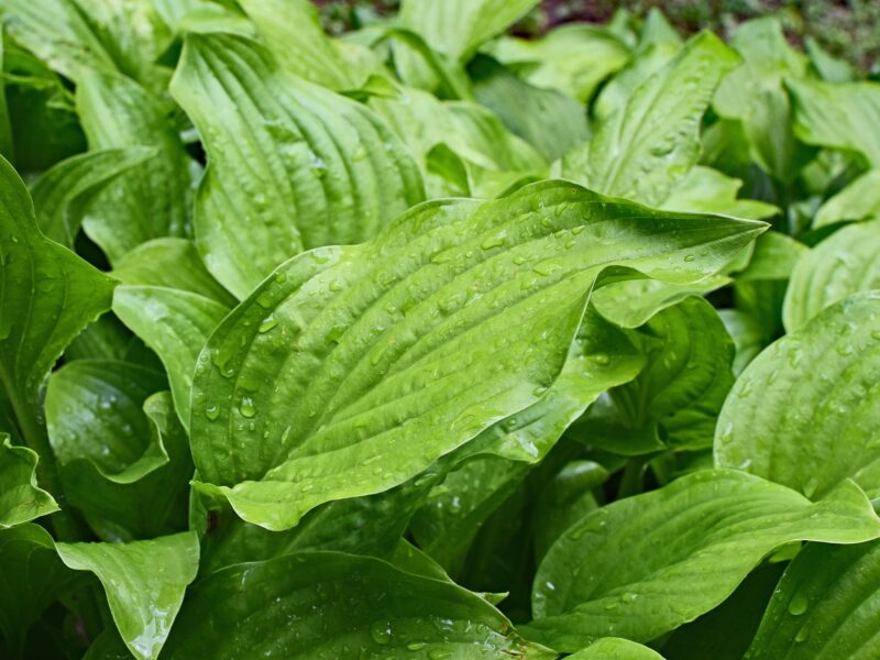 Rain Wet Plantain Lily Leaves 2438603 1920