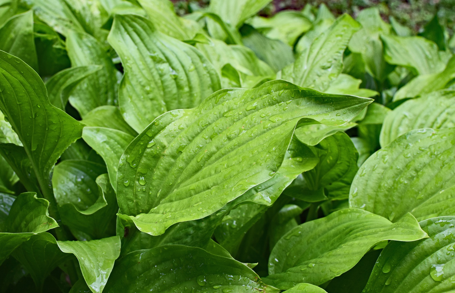 Rain Wet Plantain Lily Leaves 2438603 1920