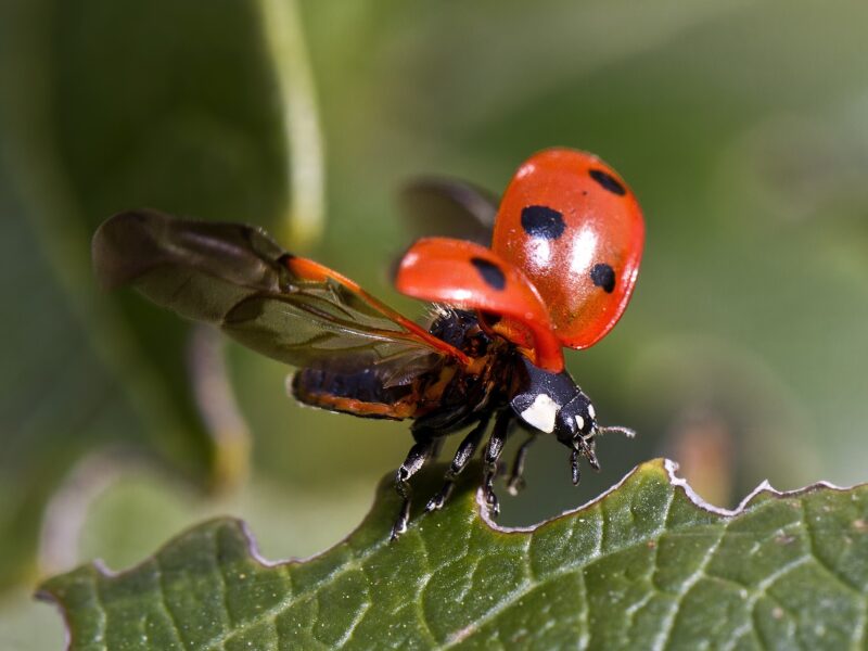 Ladybug 743562 1920[1]