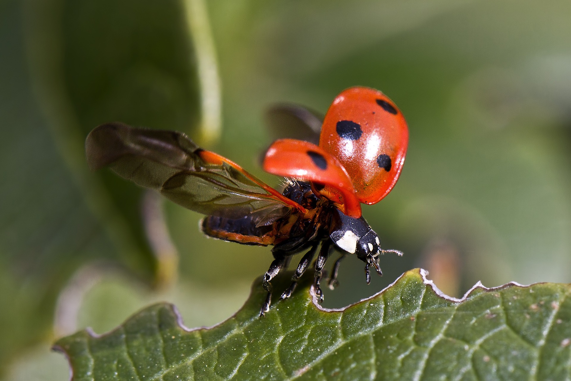 Ladybug 743562 1920[1]