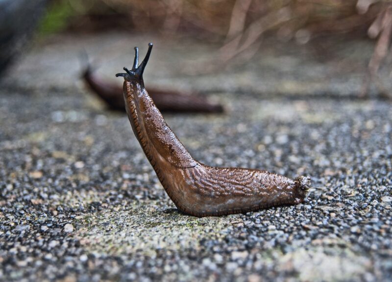 Slug 1569009 1920 1024x575[1]