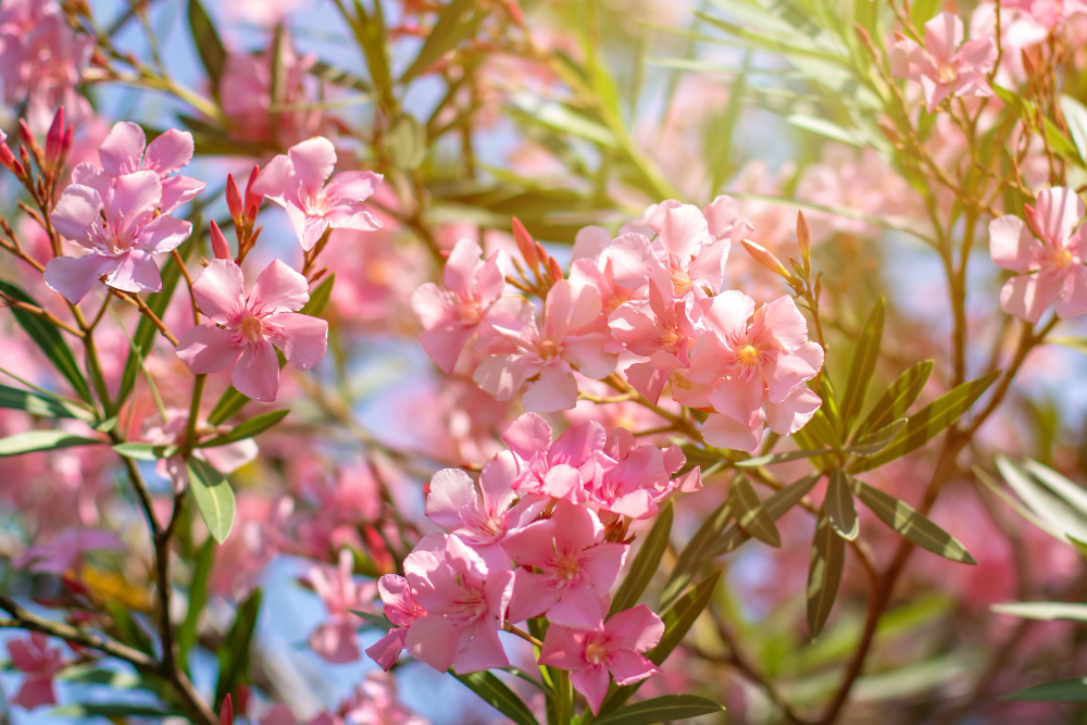 Beautiful Pink Nerium Oleander Flowers Bright Summer Day Flora