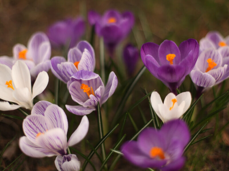 closeup-shot-white-purple-spring-crocus