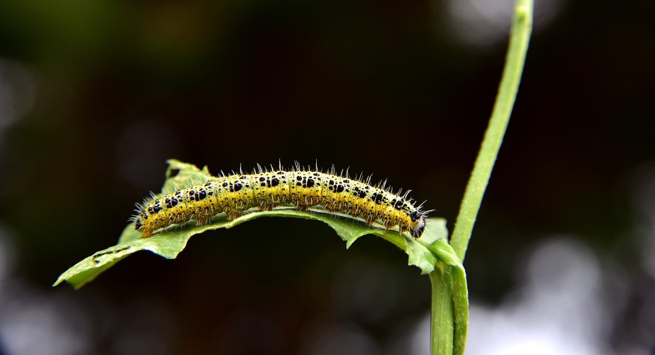 caterpillar-3803243_1280