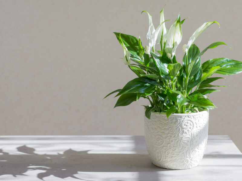 Spathiphyllum3